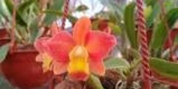Nueva especie de orquídea en Misiones\u002E (INTA)