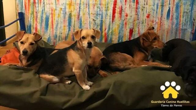 La Guardería Huellitas cierra sus puertas\u002E