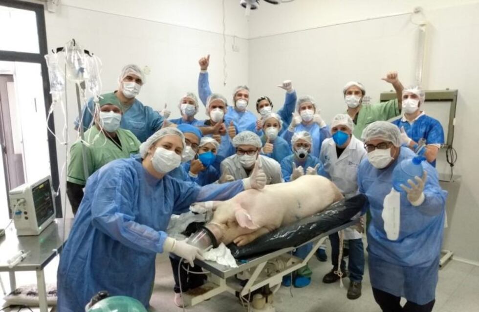 La Universidad Nacional de Rafaela probó un ciclador respiratorio en un cerdo