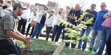 Plantación de árboles