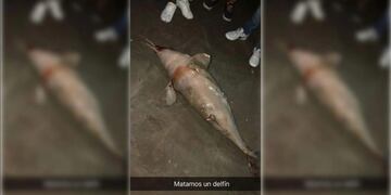 Se filmaron maltratando a un delfín en San Bernardo\u002E (Captura de pantalla)