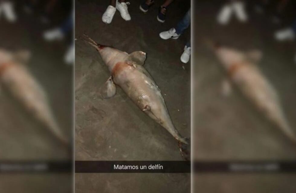 Se filmaron maltratando a un delfín en San Bernardo
