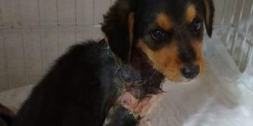 Angelita, la cachorrita brutalmente atacada (web)\u002E