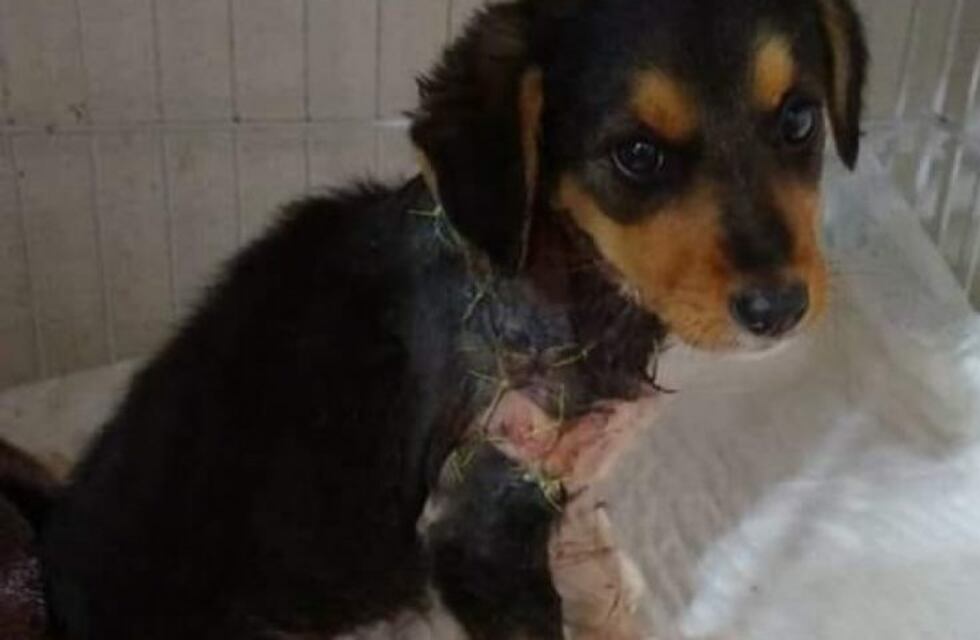 Angelita, una perrita que fue salvajemente despellejada, necesita ayuda