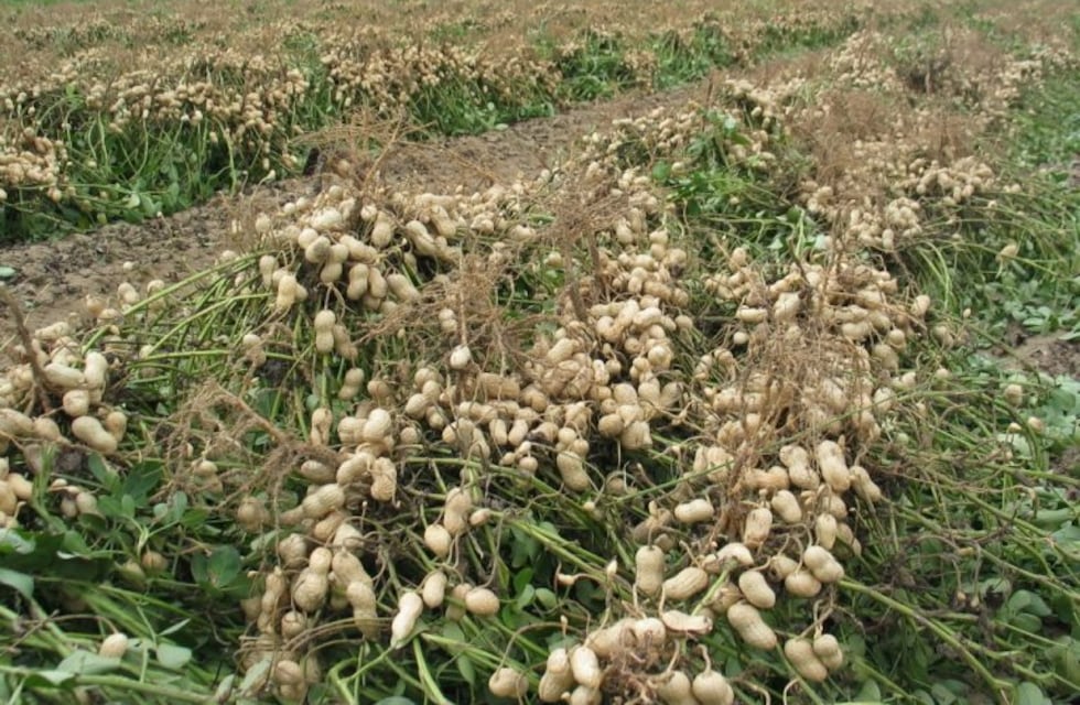 Córdoba: deberá comunicarse la contratación de personal temporario