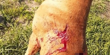 Feroz ataque a dos perros en Tanti\u002E