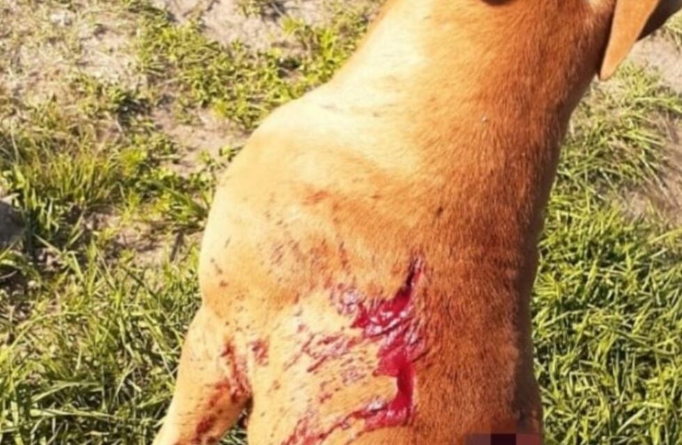 Terrible denuncia por maltrato: dos perros fueron ferozmente agredidos a "machetazos"