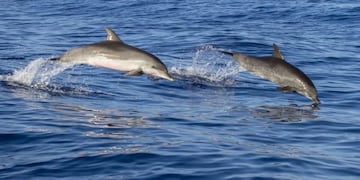 Delfines en California\u002E (web)
