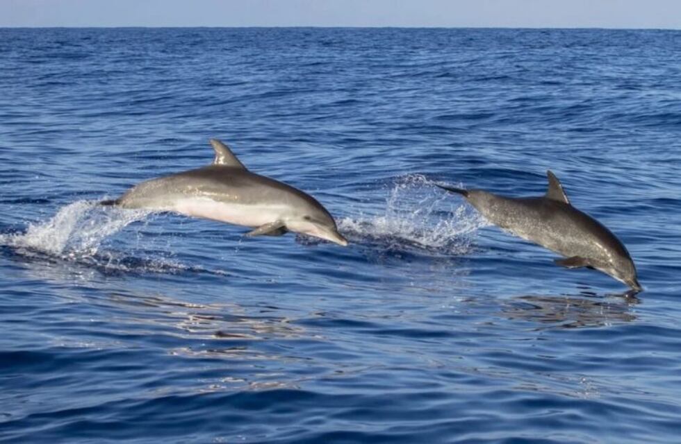 Captaron a una manada de delfines en busca de alimento y el video se volvió viral