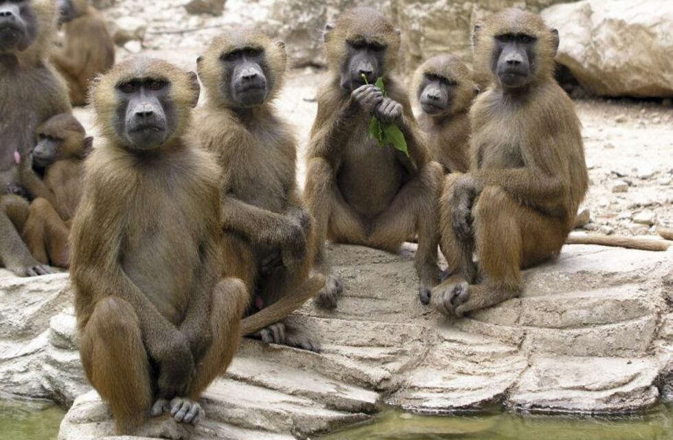 El momento en que un mono babuino captura y devora a dos patitos frente al público en un zoológico
