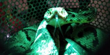 Bomberos de Iguazú rescataron un ofidio\u002E