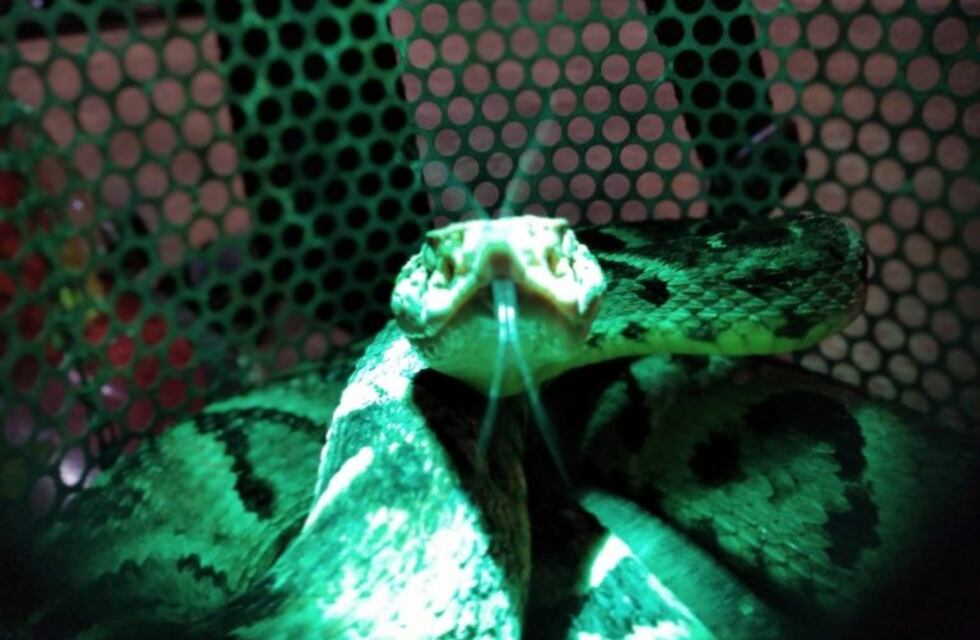 Bomberos Voluntarios de Iguazú rescataron una serpiente yarará que apareció en el baño de una vivienda