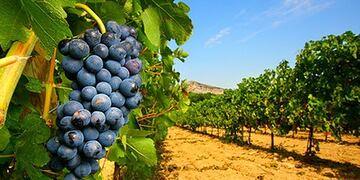 Analizando por u201ccoloru201d, se pasu00f3 de 3.092 hectu00e1reas de uva blanca a tan solo 2.387, mientras que las rosadas tenu00edan 6.211 hectu00e1reas y ahora solo 4.031.