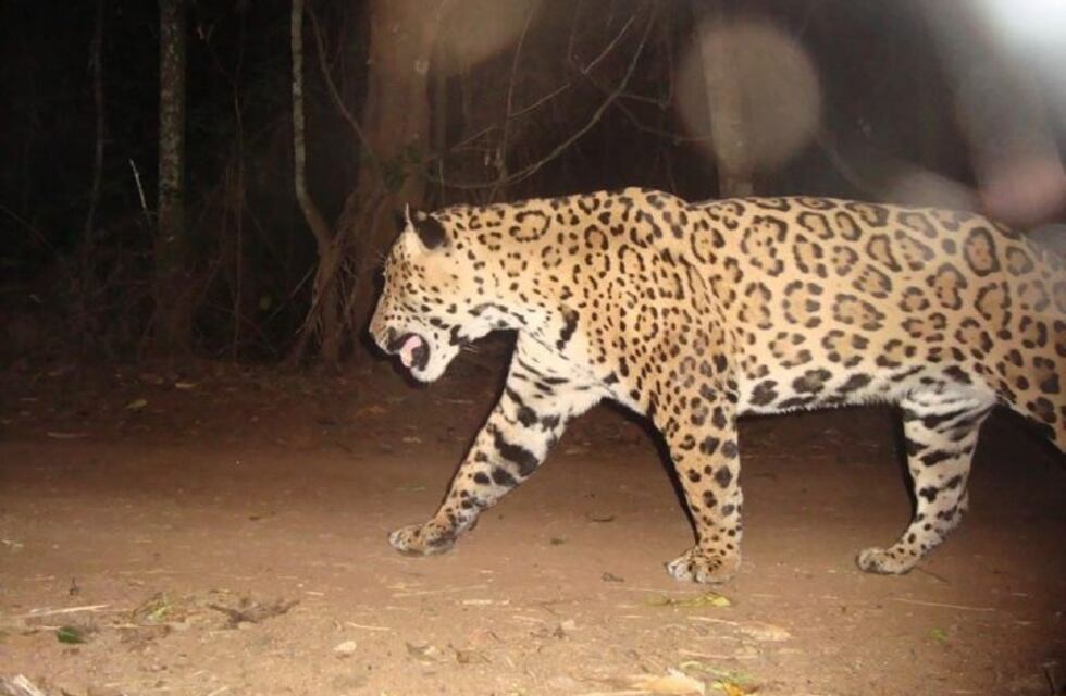 Un yaguareté se pasea por la selva entre Argentina y Brasil