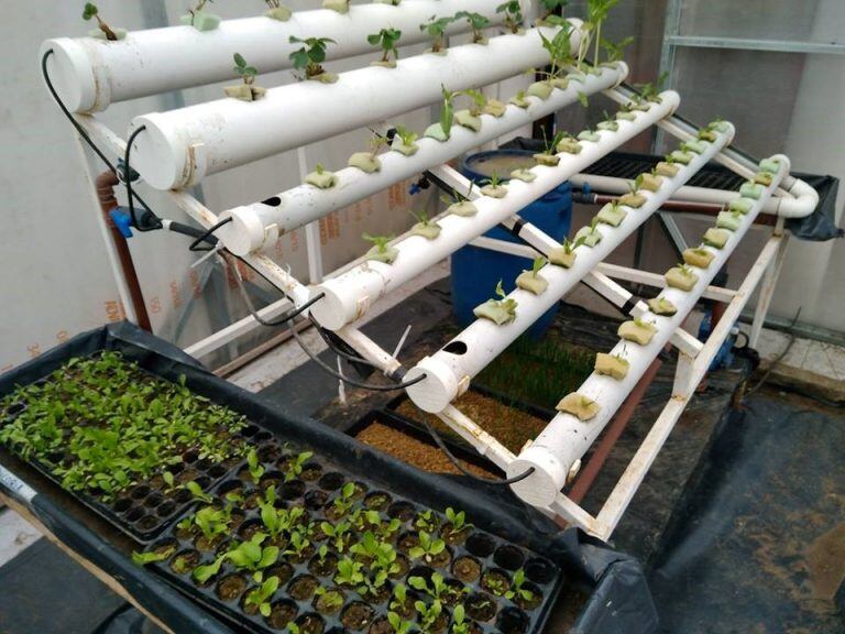 Inta huerta agroecológica