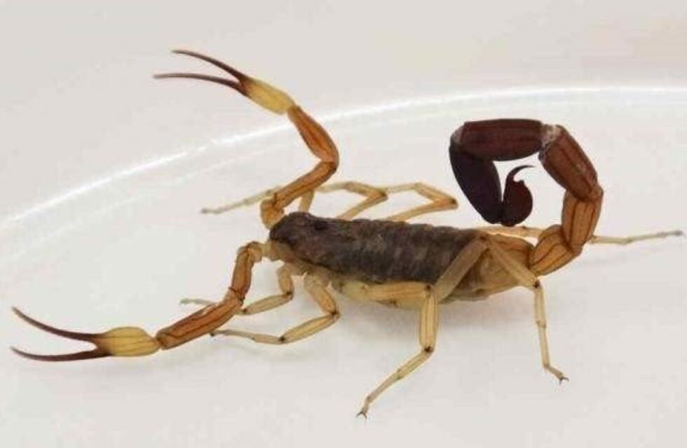 Charla Informativa sobre la actual situación de la población de alacranes en Mendiolaza