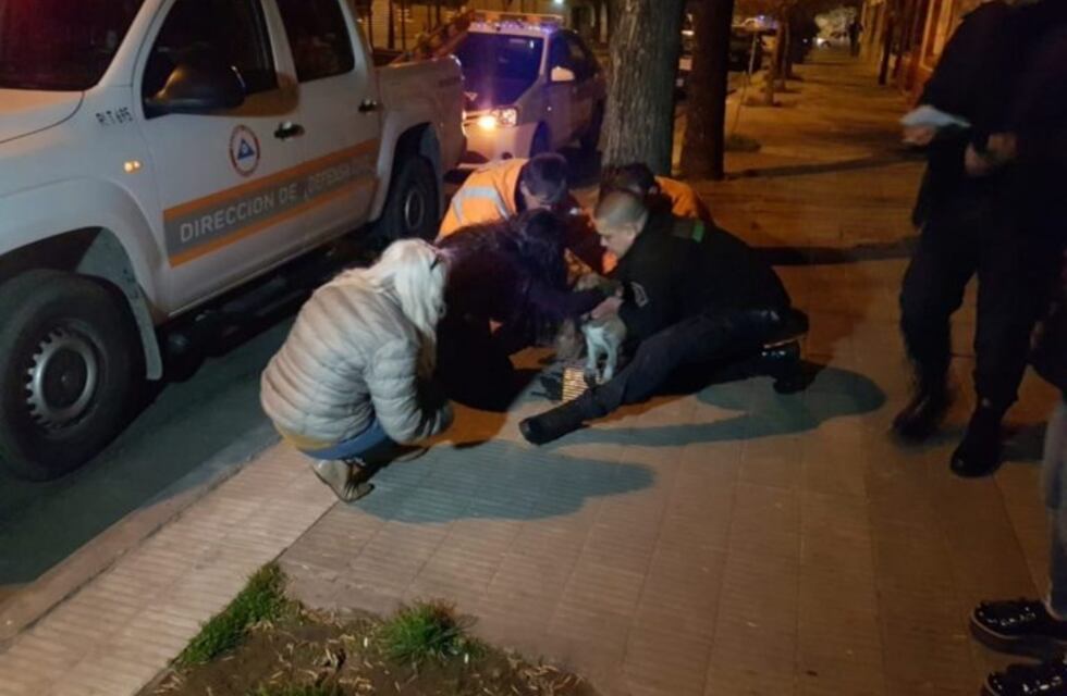 Bomberos rescataron a un perro de un departamento en llamas