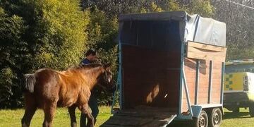 Caballos rescatados\u002E