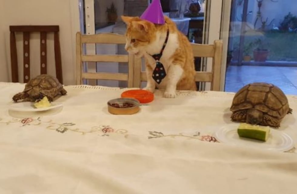 El festejo de cumpleaños de un gato fue furor en las redes