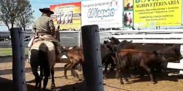 Buena repercusión logró el quinto remate ganadero