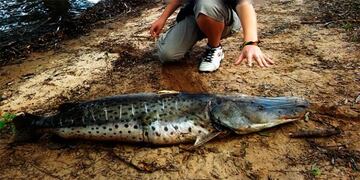 Revelaron a qué se debe la mortandad de peces en el río Uruguay