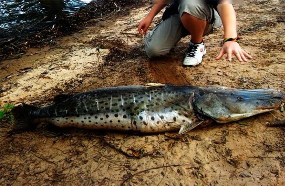 Se reveló el motivo por el cual aparecieron peces muertos en el río Uruguay
