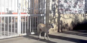 Imagen del perro que atacó al niño (Prensa Policía)