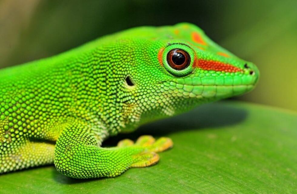 Lagartija unicornio: se creía extinta pero reapareció después de 130 años