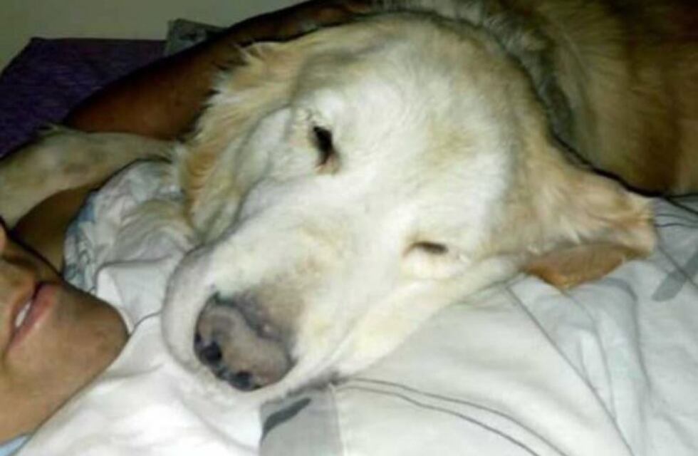 Tristeza en los Bomberos Voluntarios de San Francisco al perder al perro Mateo