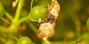 El iscamen instaló un puesto transitorio, en Pareditas, para evitar la dispersión de la polilla de la vid. Imagen ilustrativa.