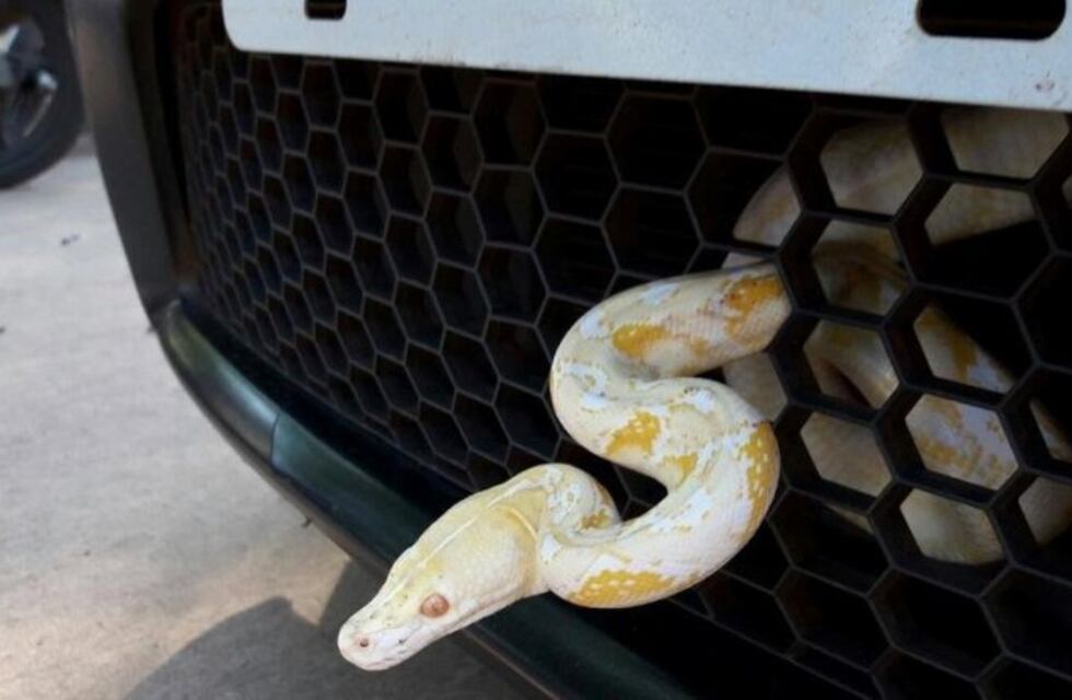 Terror en Misiones: una mujer fue a votar con una pitón en el auto