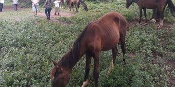 Caballos en el Predio de Caballería\u002E