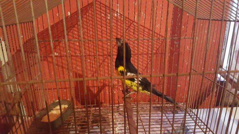 Guiñazú secuestro de aves