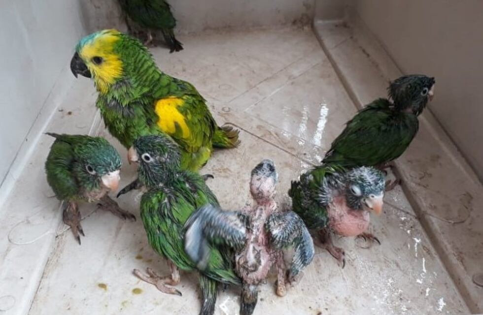 Tenía siete loros en cautiverio y los ofrecía a la venta