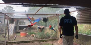 Las aves fueron decomisadas de un vivero en Roldán\u002E (PFA)