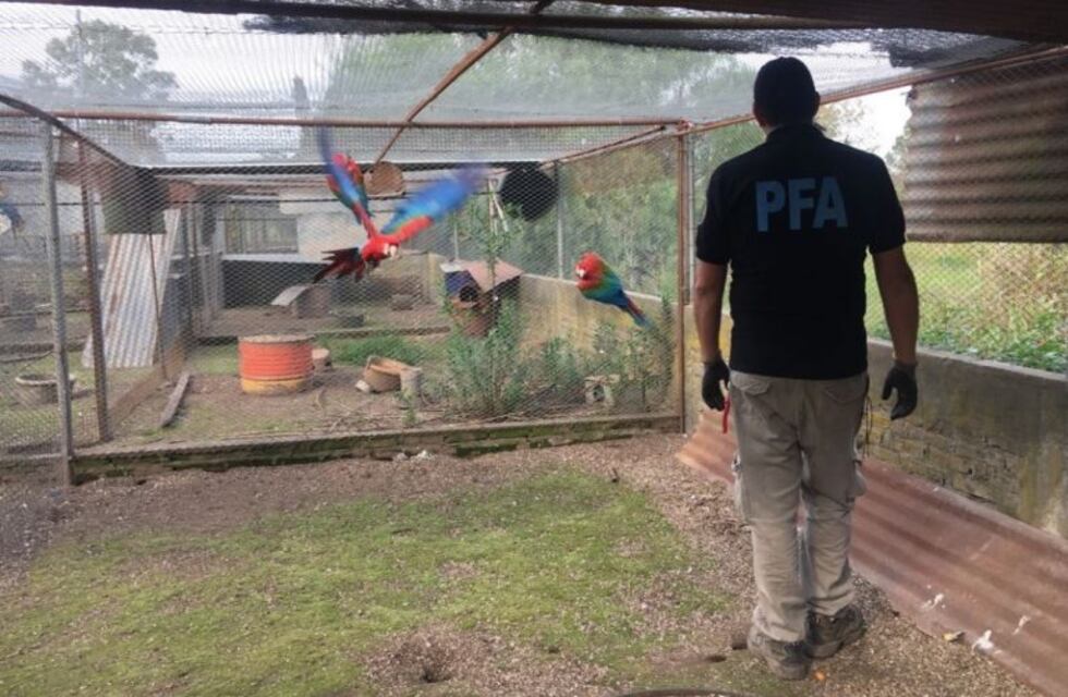 Guacamayos, loros habladores y cardenales, algunas de las 150 aves silvestres secuestradas en Roldán
