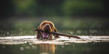 Perro que le gusta nadar (Web)
