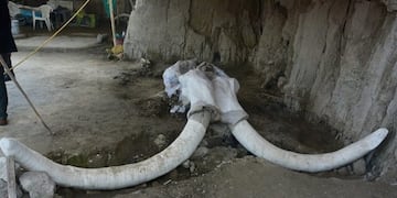 Hallaron restos de 14 mamuts en México\u002E
