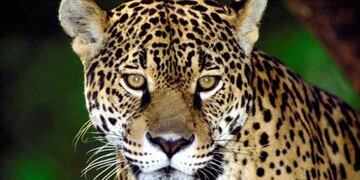 Difundieron el video de uno de los cachorros de yaguareté ya maduro y jugando.