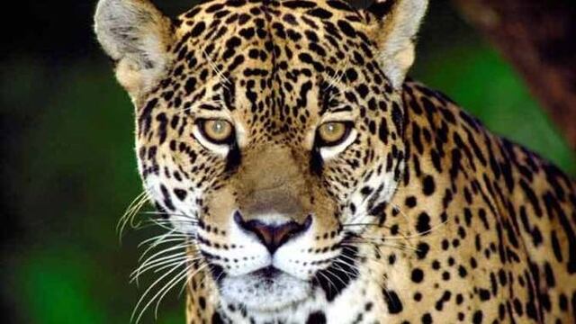 Yaguareté\u002E Imagen ilustrativa