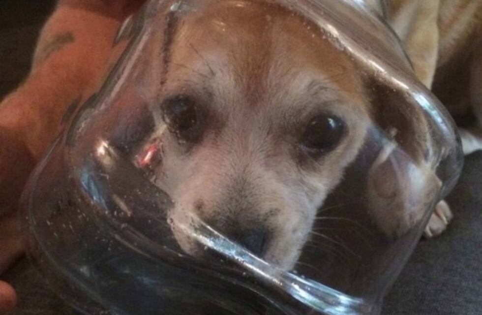 Bomberos salvaron a un perrito que se había encajado la cabeza en un pote de vidrio