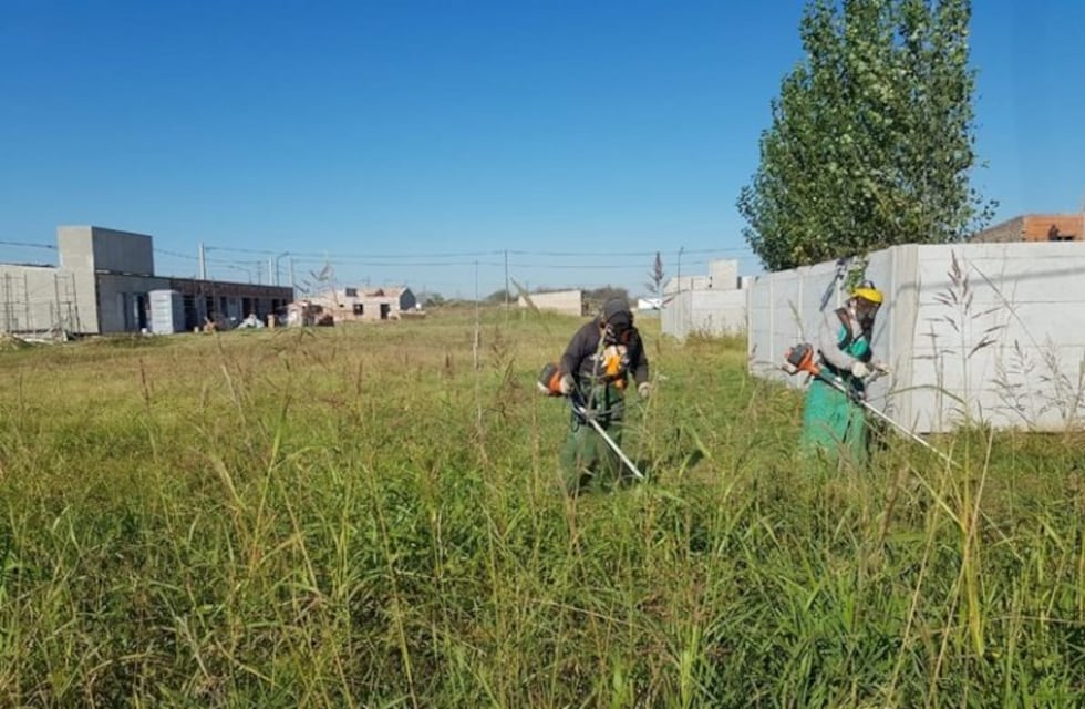 Allanaron 38 lotes para controlar malezas