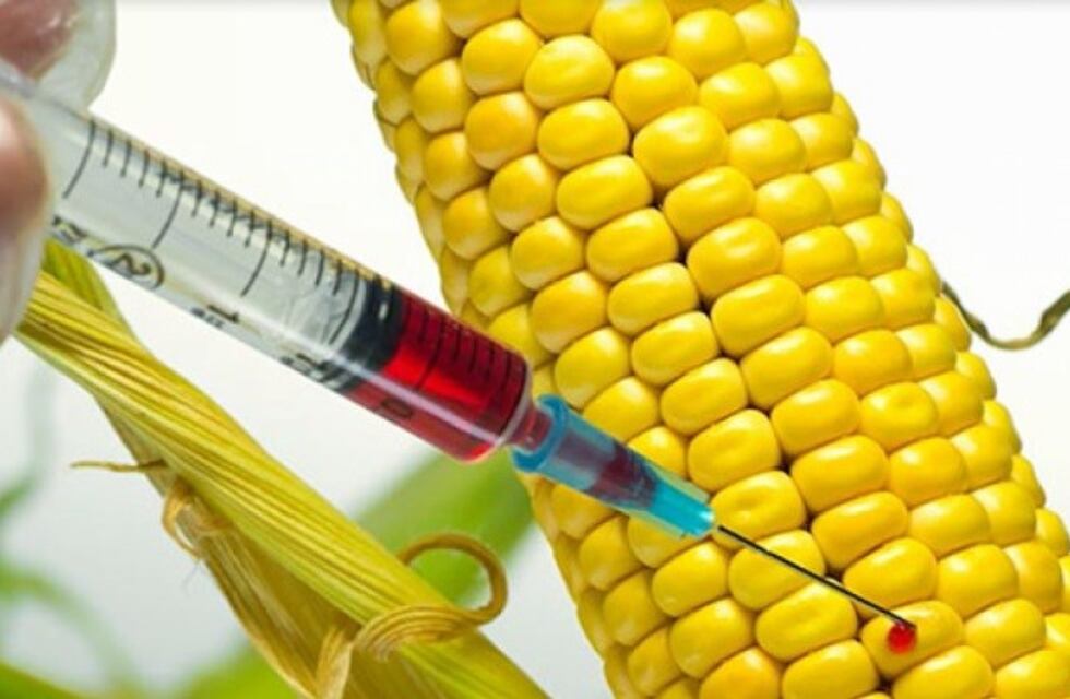 Misiones debate: ¿Maíz transgénico sí o no?
