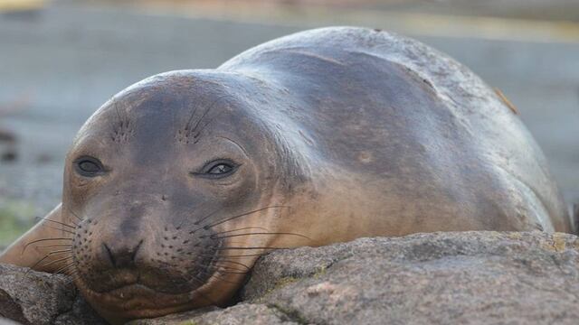 Apareció un elefante marino bebé en un campo de Buenos Aires (imagen ilustrativa)