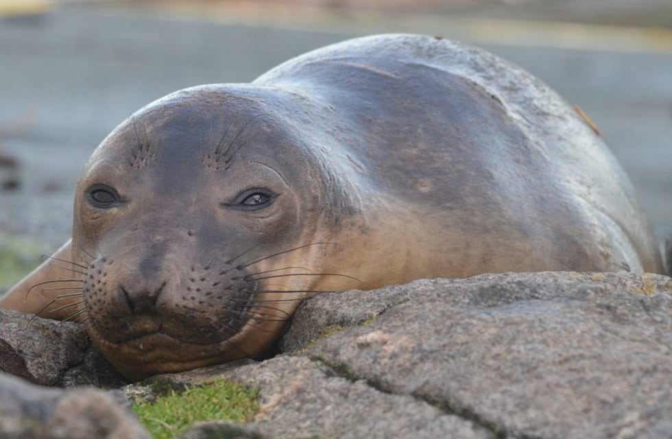 Video: Apareció un elefante marino bebé en un campo y no quería salir del bebedero de las vacas