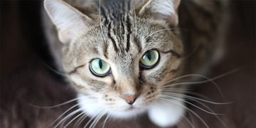 Multarán con hasta $42\u002E800 a quienes maltraten a sus mascotas\u002E