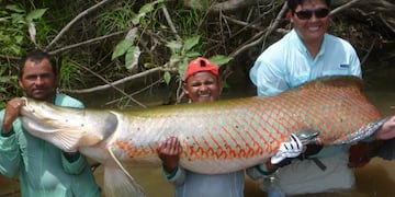 Pirarucú, el pez gigante de la Amazonía\u002E