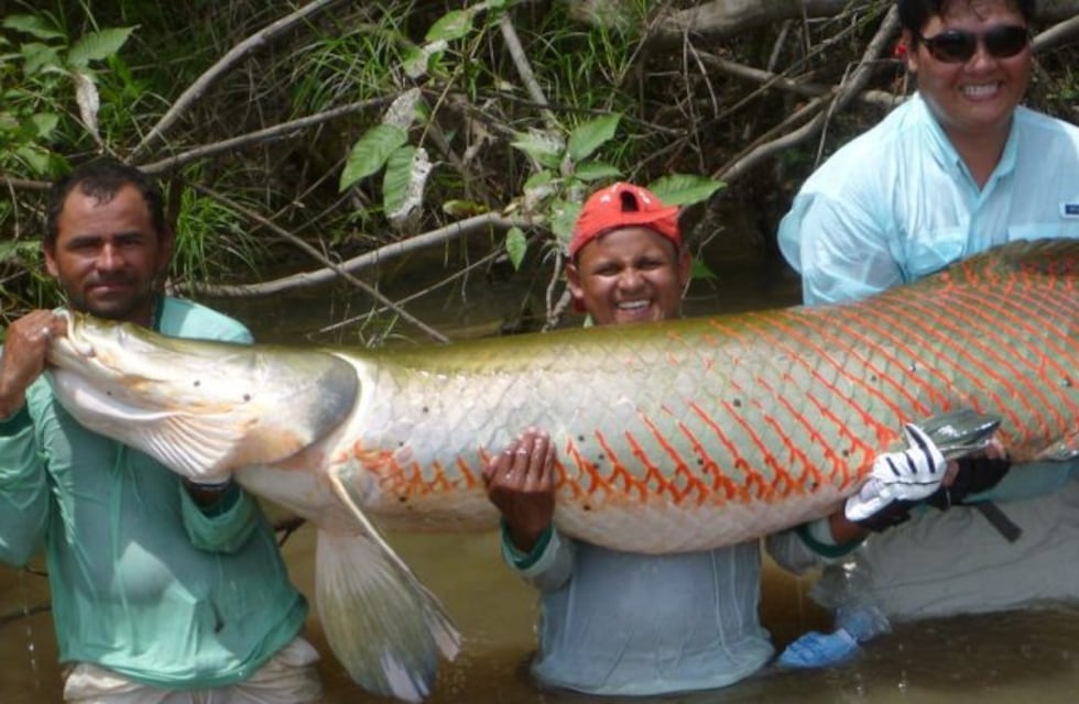 El pirarucú, el pez gigante de la Amazonía que seduce a chefs de Rio de Janeiro
