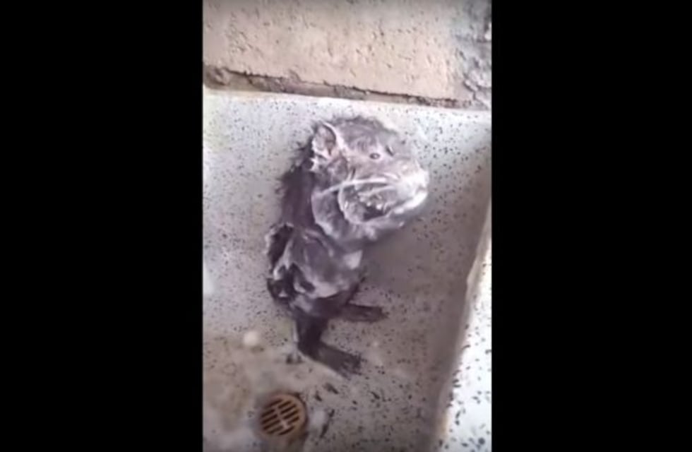¿Ternura o crueldad? La verdad sobre el video viral de la rata que se baña sola