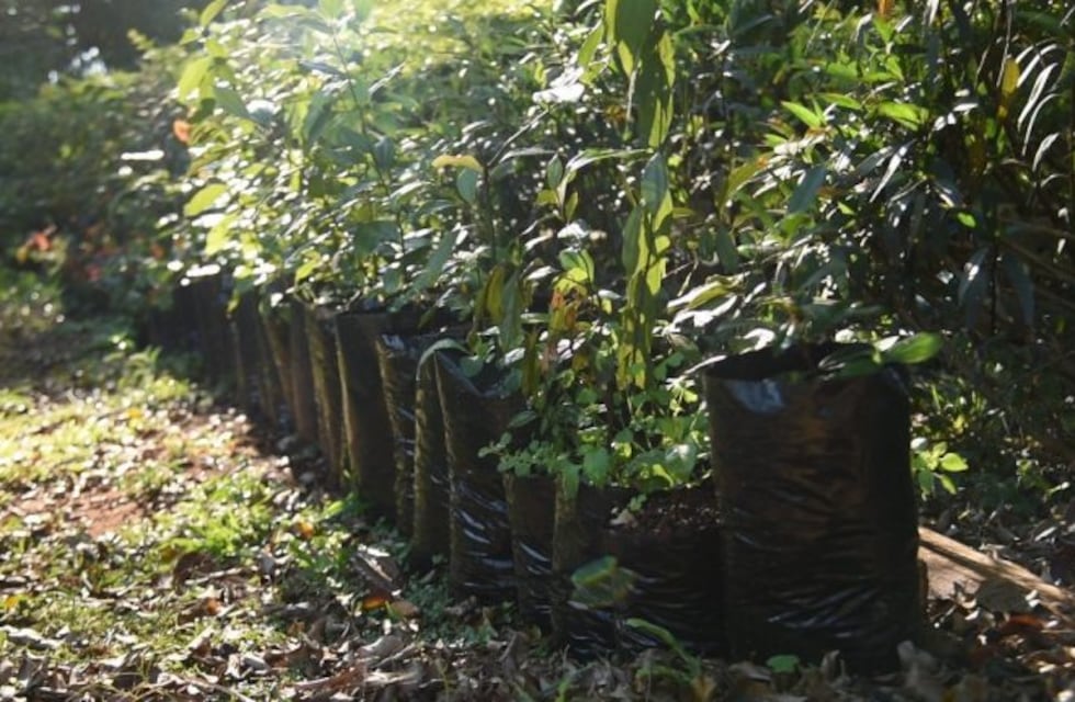 Arbolado urbano: los vecinos deben tener un árbol en la vereda